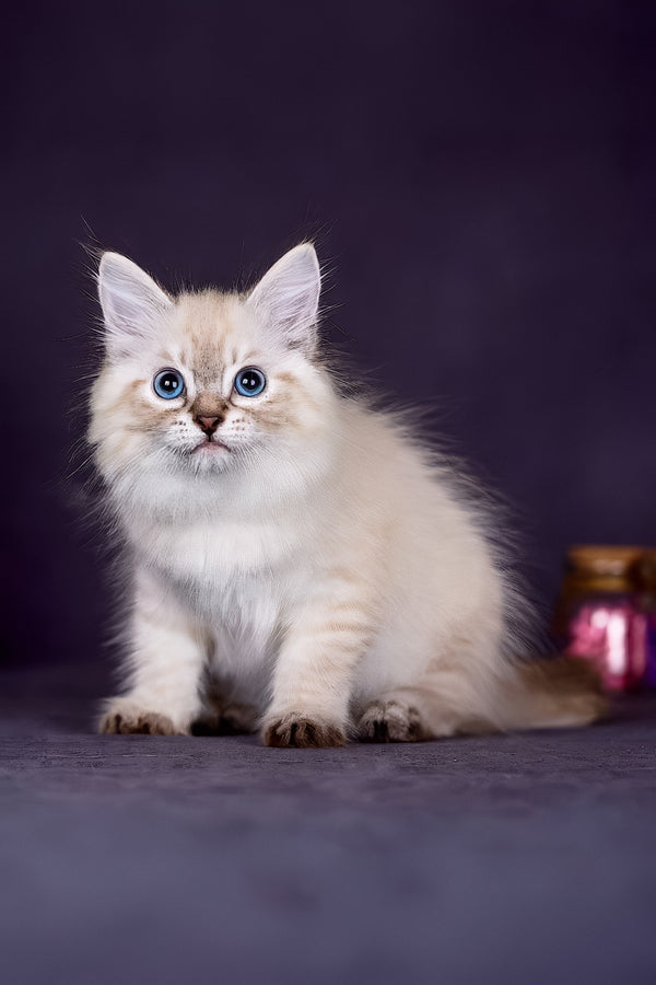 Halva | Siberian Kitten