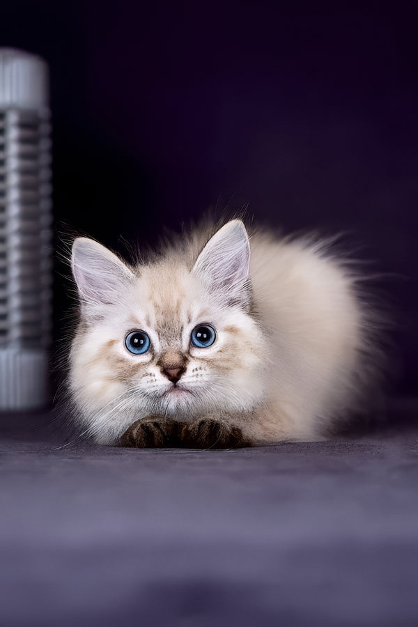Halva | Siberian Kitten