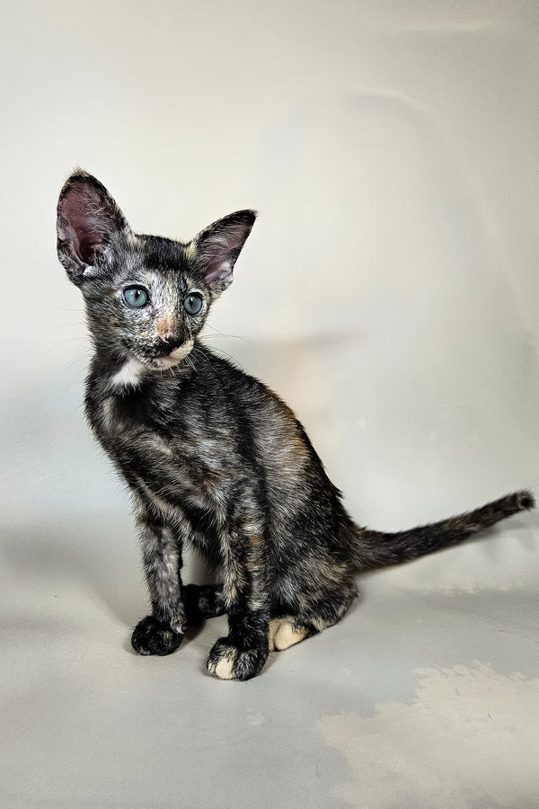 Halva | Oriental Shorthair Kitten