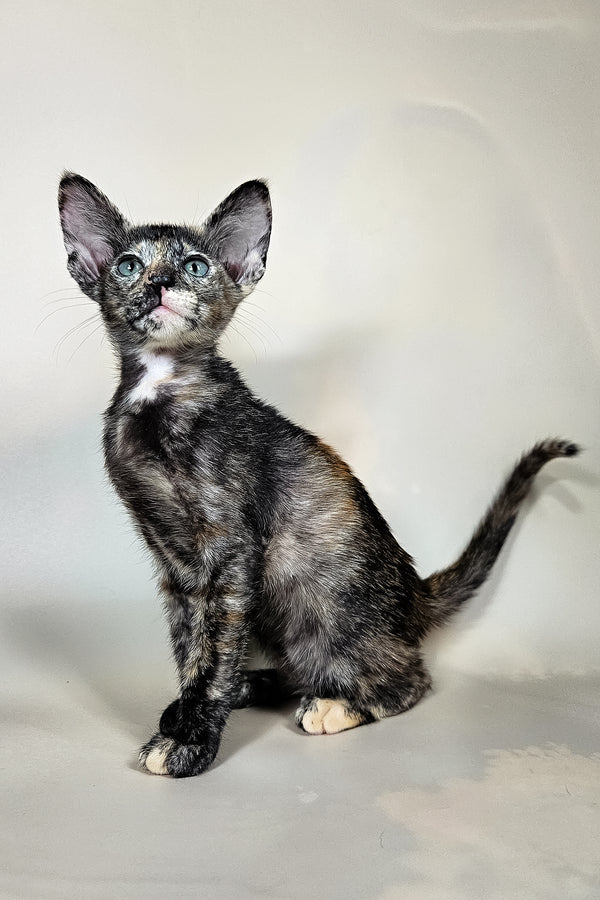 Halva | Oriental Shorthair Kitten