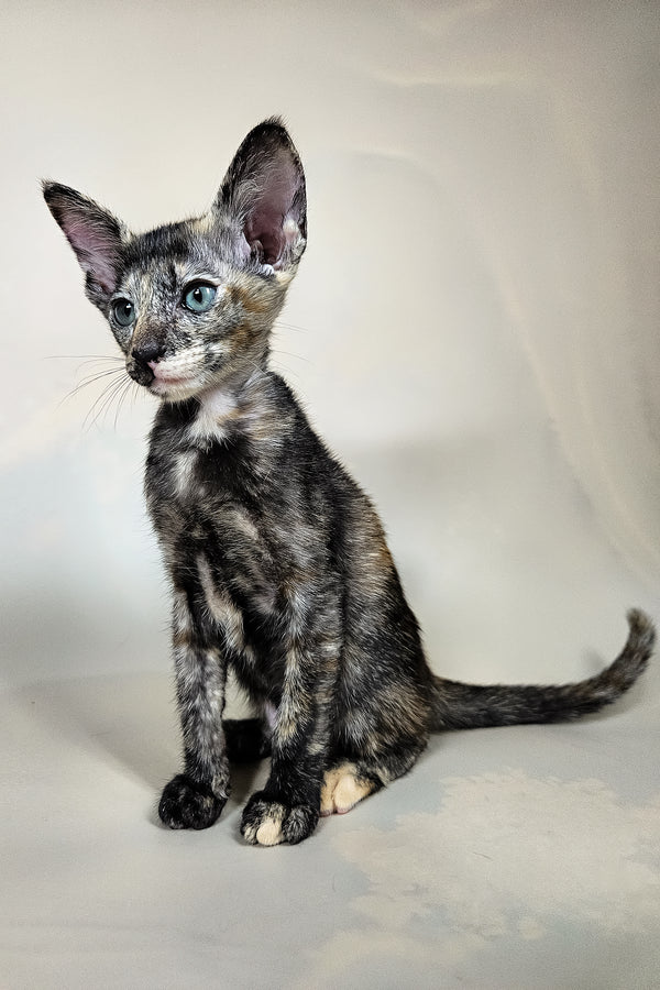 Halva | Oriental Shorthair Kitten