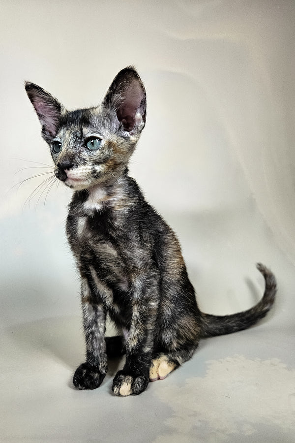 Halva | Oriental Shorthair Kitten