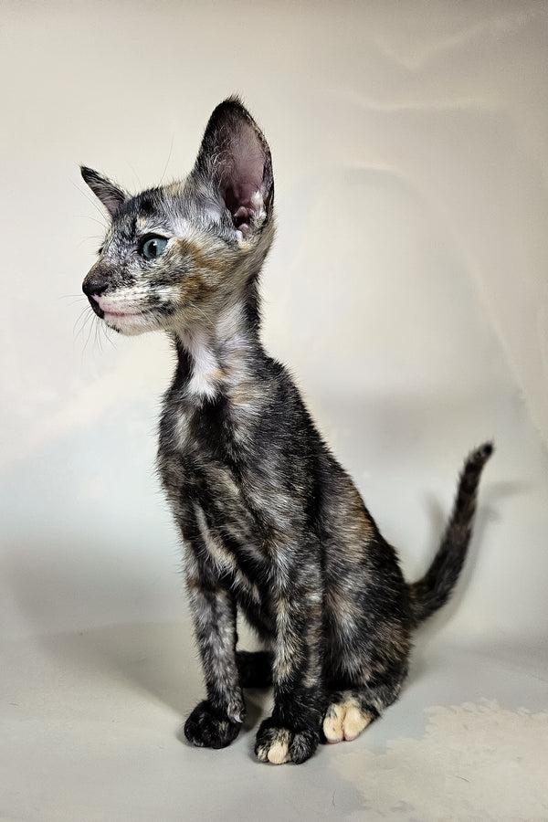 Halva | Oriental Shorthair Kitten