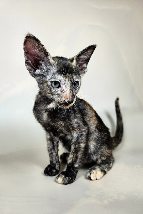 Halva | Oriental Shorthair Kitten