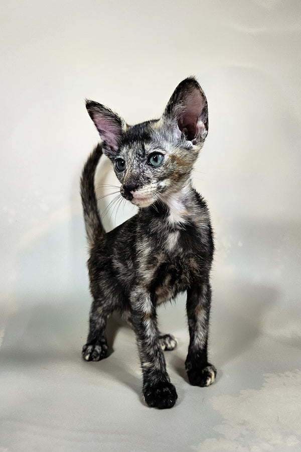 Halva | Oriental Shorthair Kitten