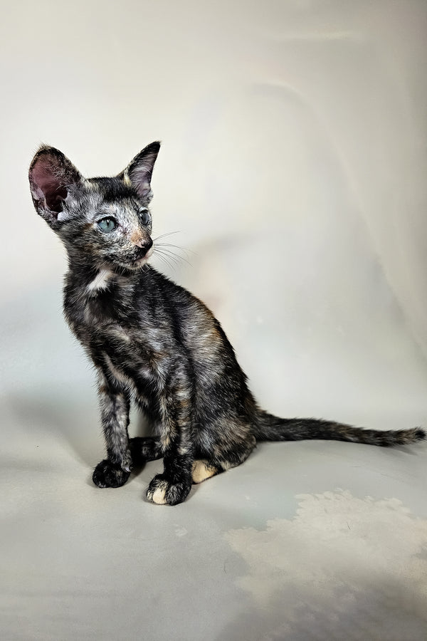 Halva | Oriental Shorthair Kitten