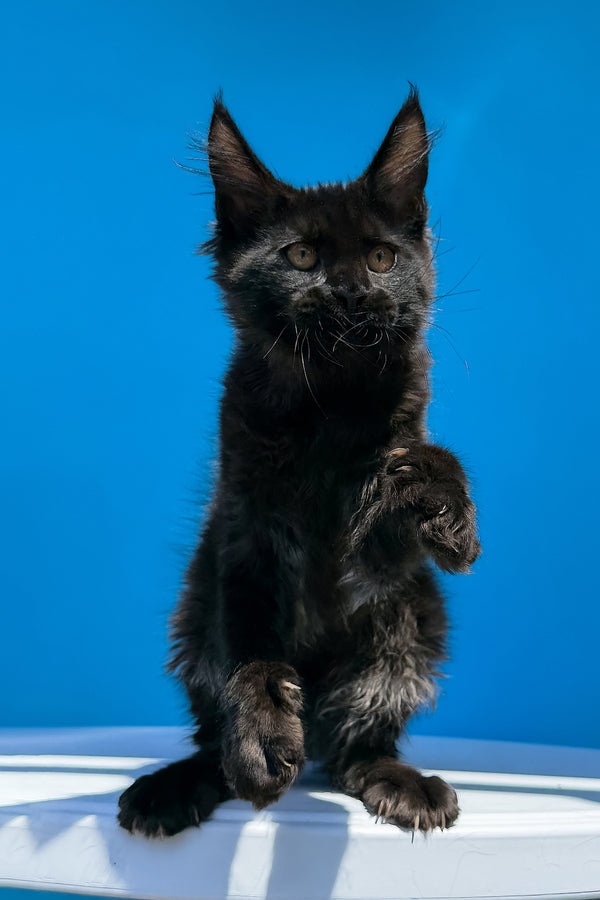 Han | Maine Coon Kitten