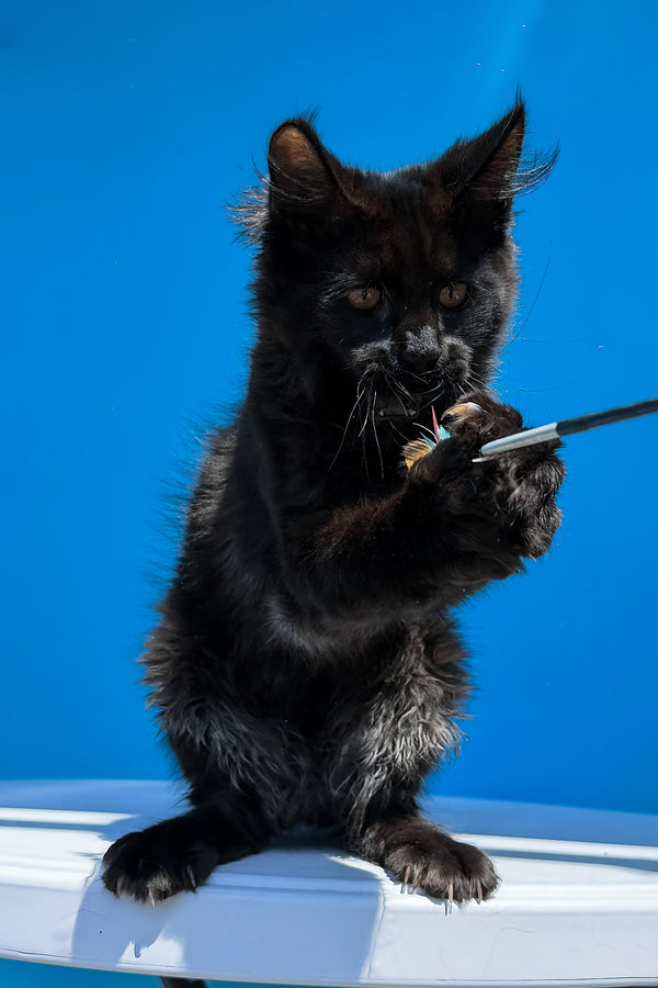 Han | Maine Coon Kitten