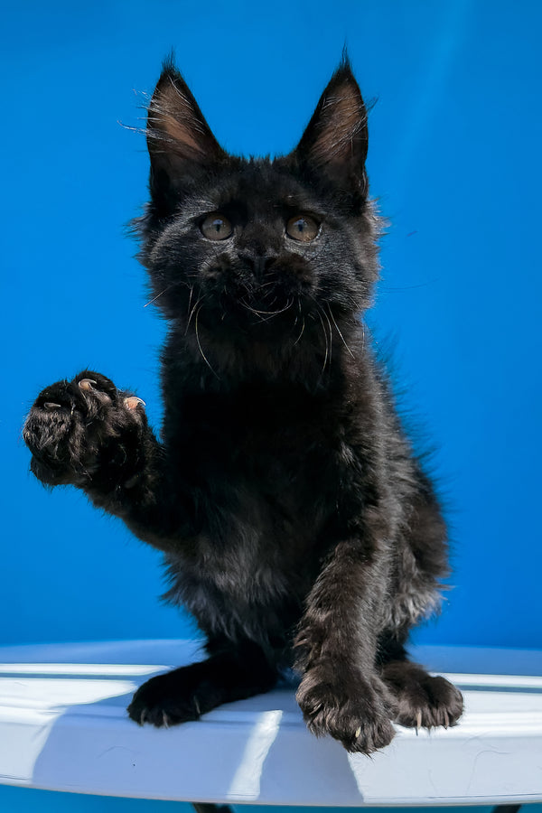 Han | Maine Coon Kitten