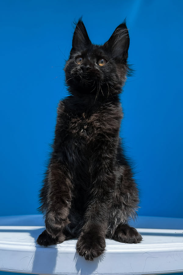 Han | Maine Coon Kitten