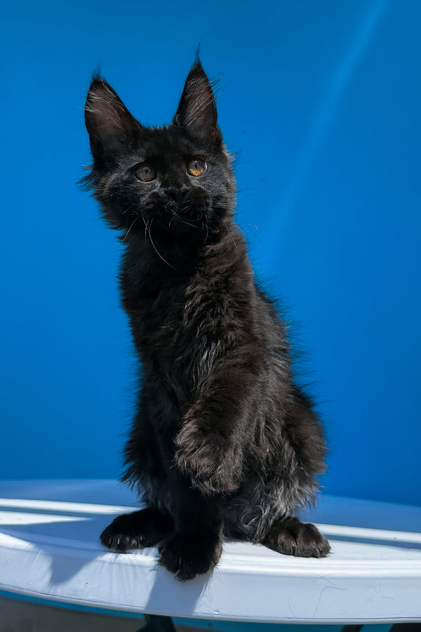 Han | Maine Coon Kitten