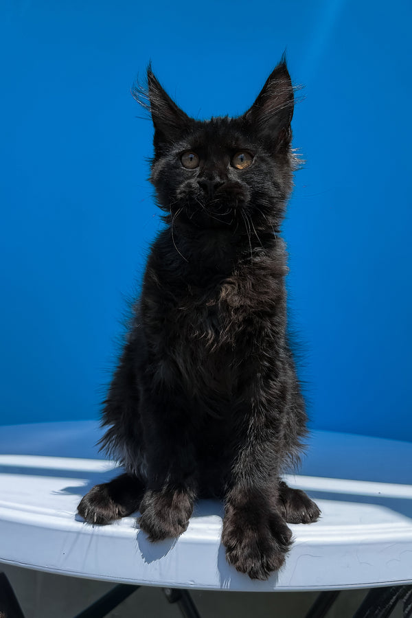 Han | Maine Coon Kitten
