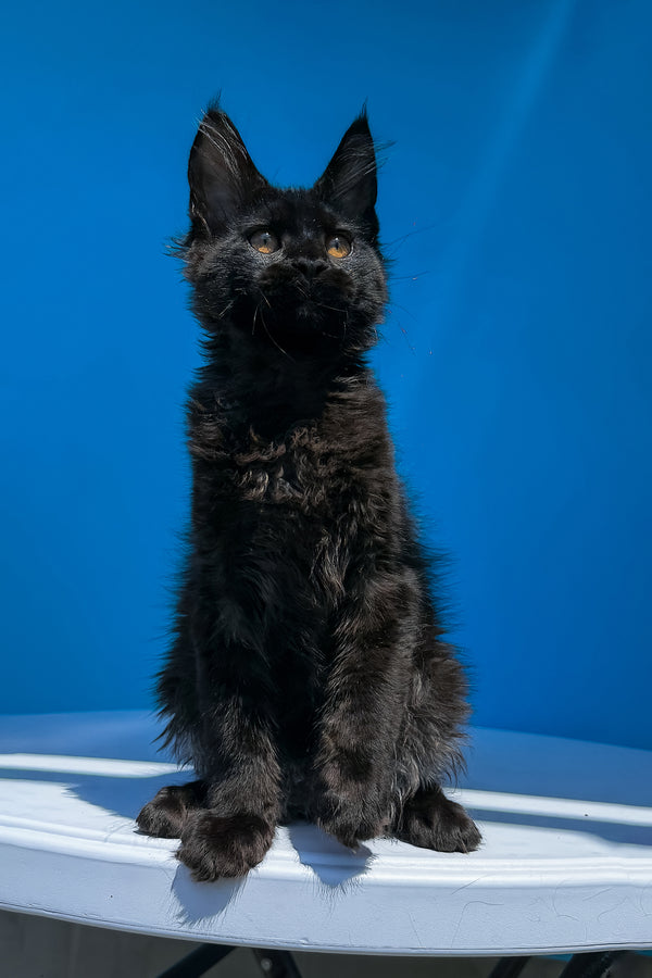 Han | Maine Coon Kitten