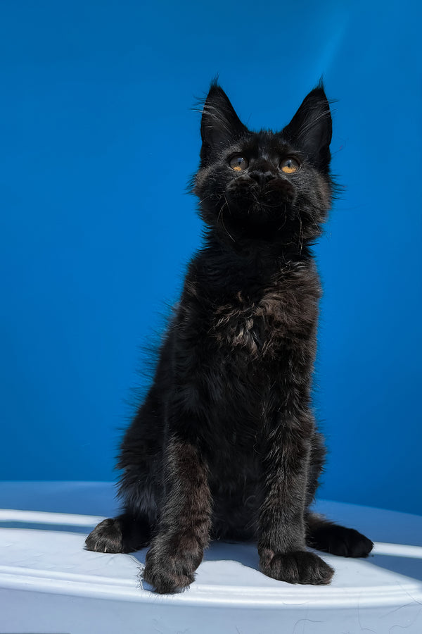 Han | Maine Coon Kitten