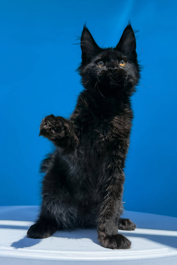 Han | Maine Coon Kitten