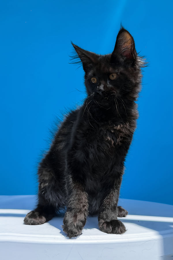 Han | Maine Coon Kitten