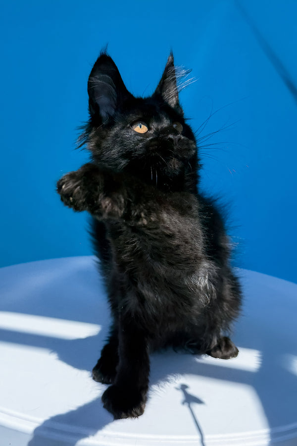 Han | Maine Coon Kitten