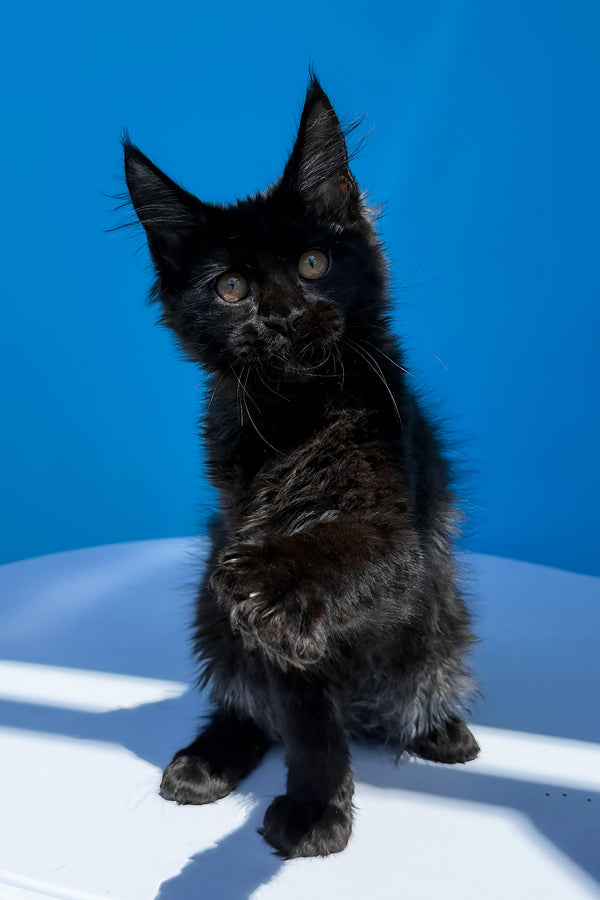 Han | Maine Coon Kitten