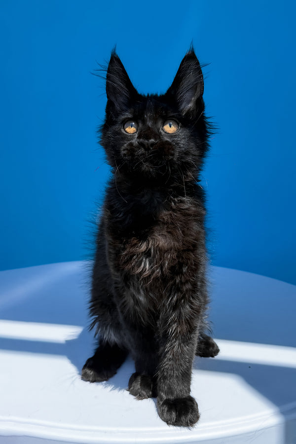 Han | Maine Coon Kitten