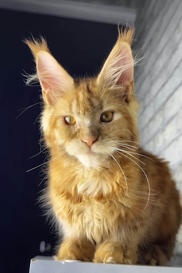 Hanna | Maine Coon Kitten