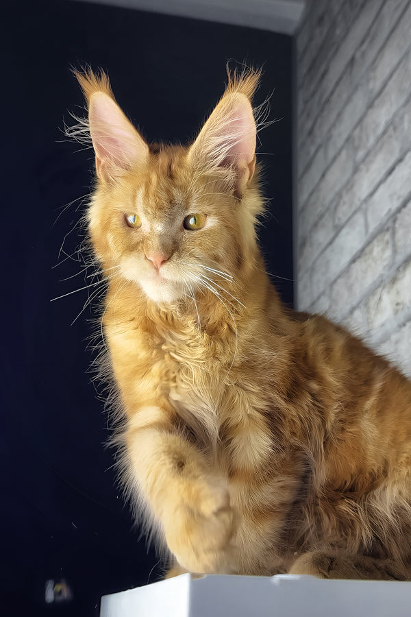 Hanna | Maine Coon Kitten