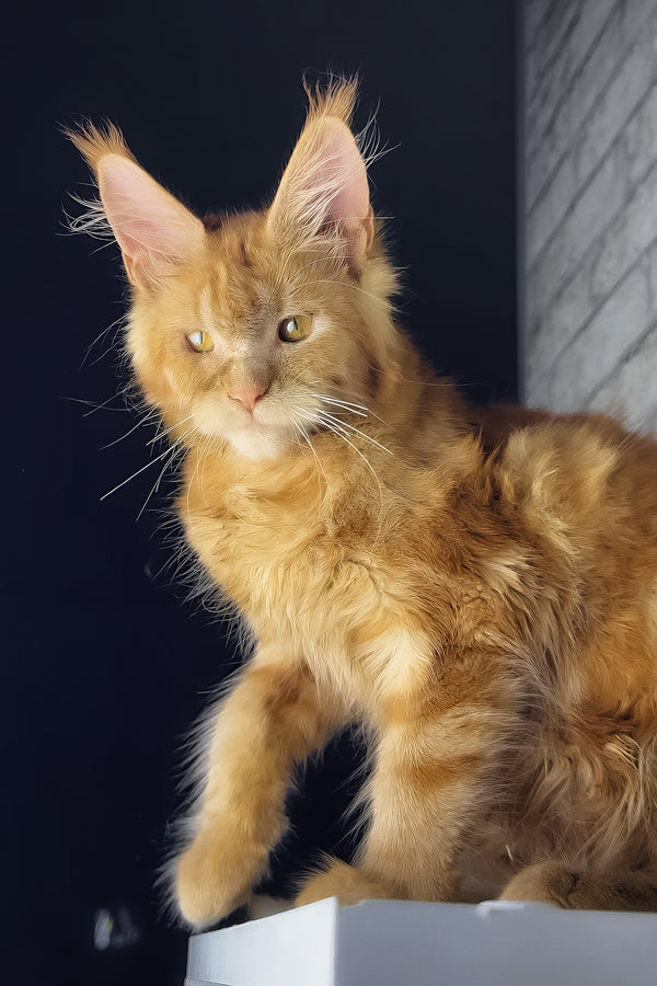 Hanna | Maine Coon Kitten