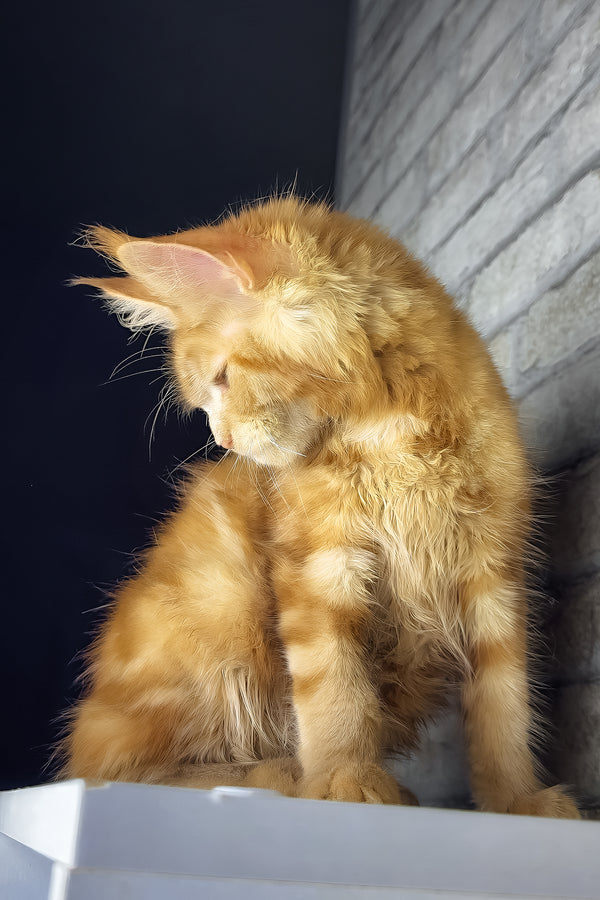 Hanna | Maine Coon Kitten