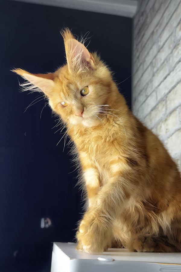 Hanna | Maine Coon Kitten