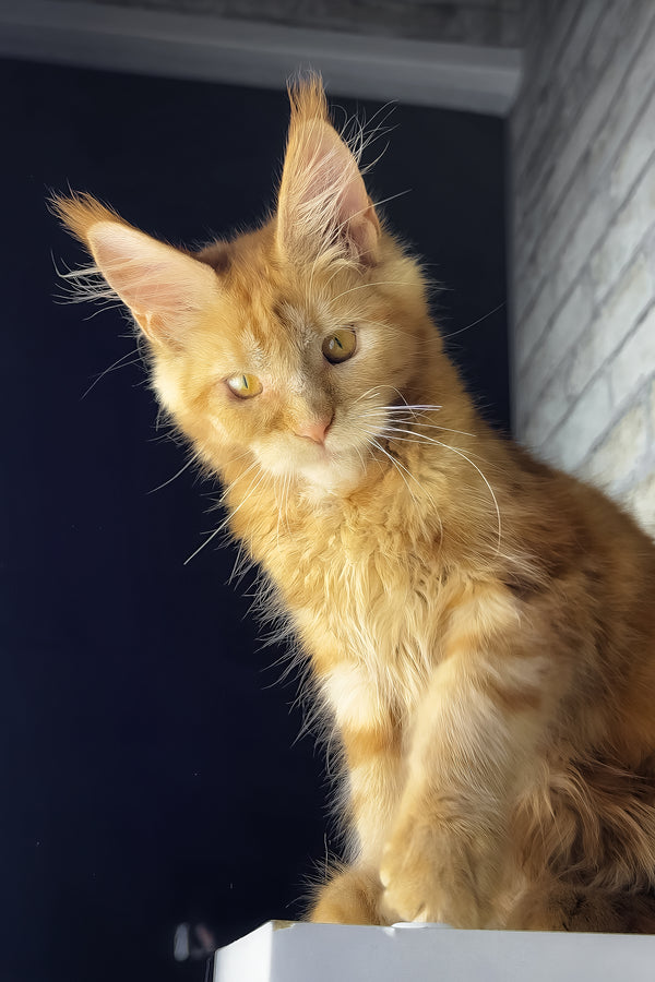 Hanna | Maine Coon Kitten