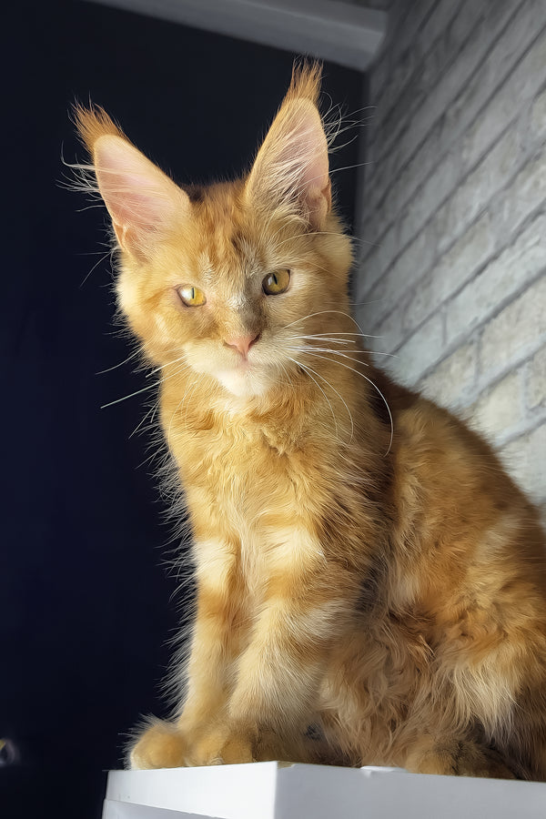 Hanna | Maine Coon Kitten