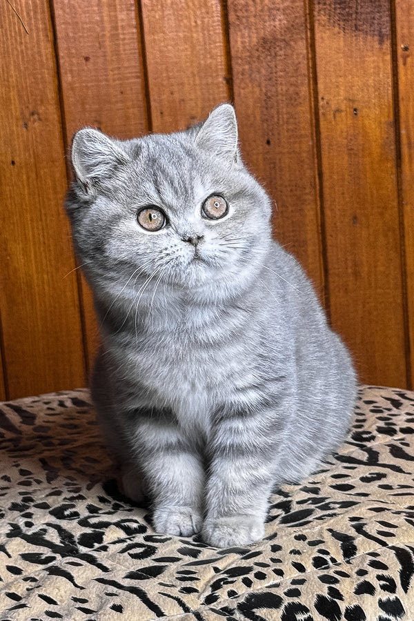 Hanni | British Shorthair Kitten