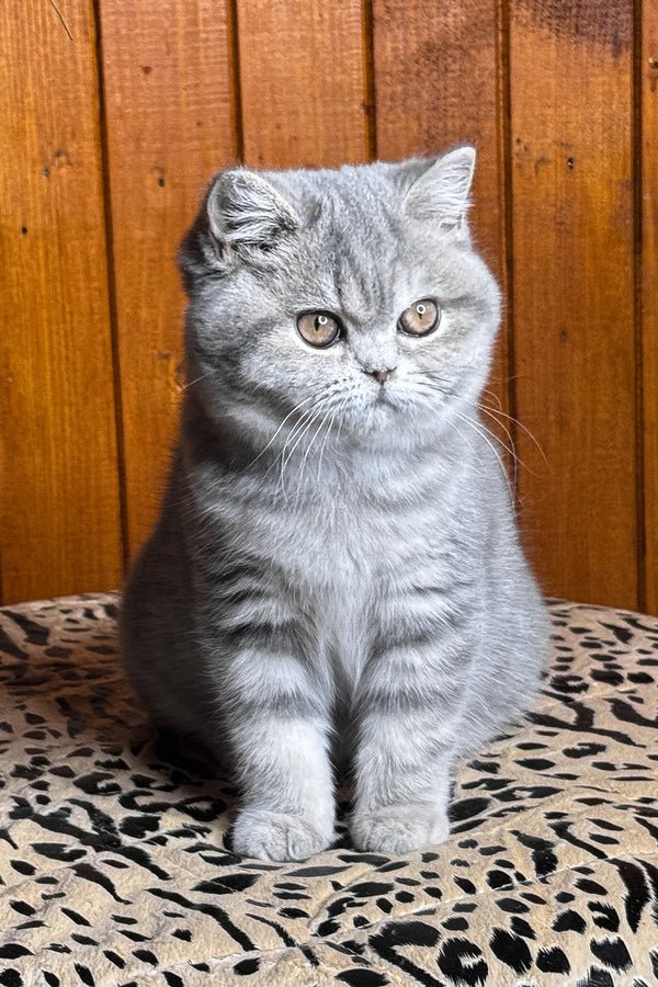 Hanni | British Shorthair Kitten