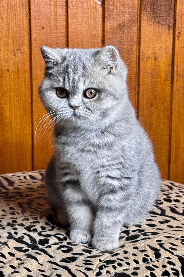 Hanni | British Shorthair Kitten