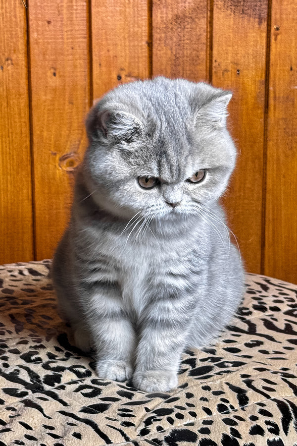 Hanni | British Shorthair Kitten