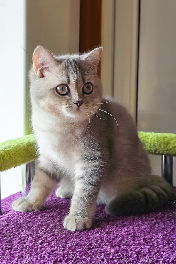 Hanter | British Shorthair Kitten