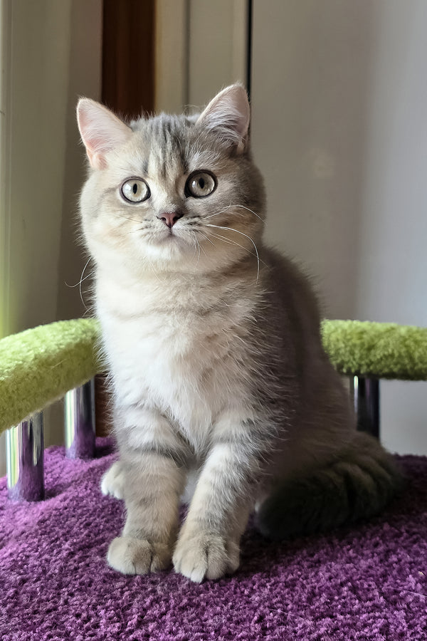 Hanter | British Shorthair Kitten