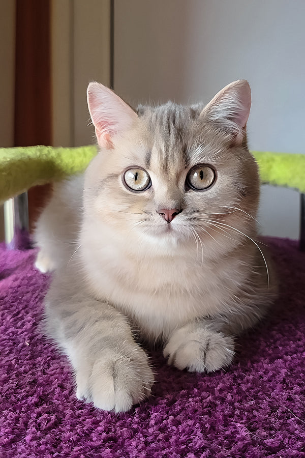 Hanter | British Shorthair Kitten