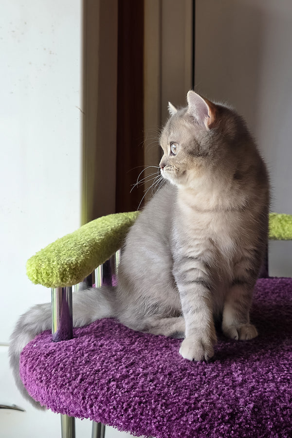 Hanter | British Shorthair Kitten