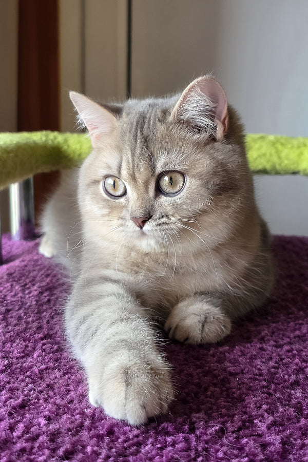 Hanter | British Shorthair Kitten