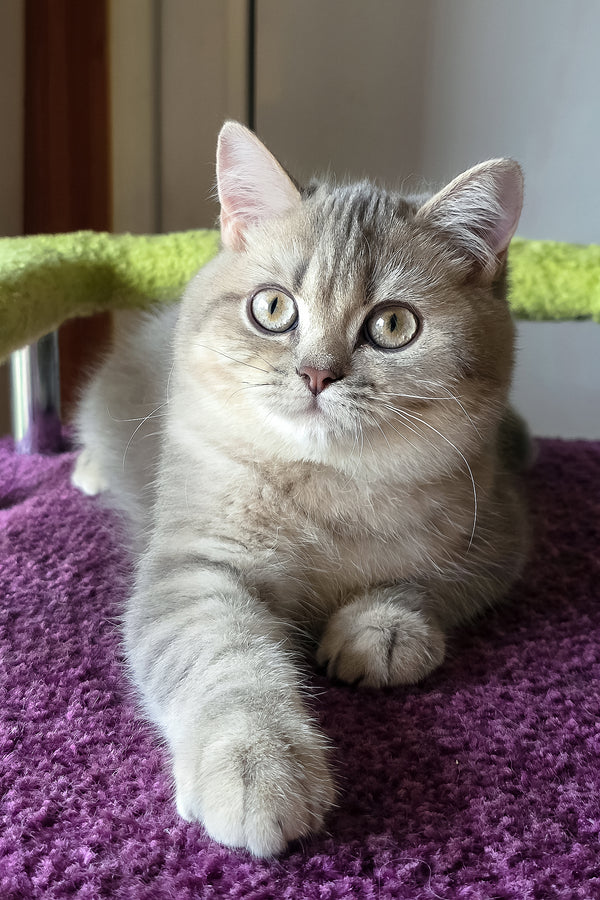 Hanter | British Shorthair Kitten