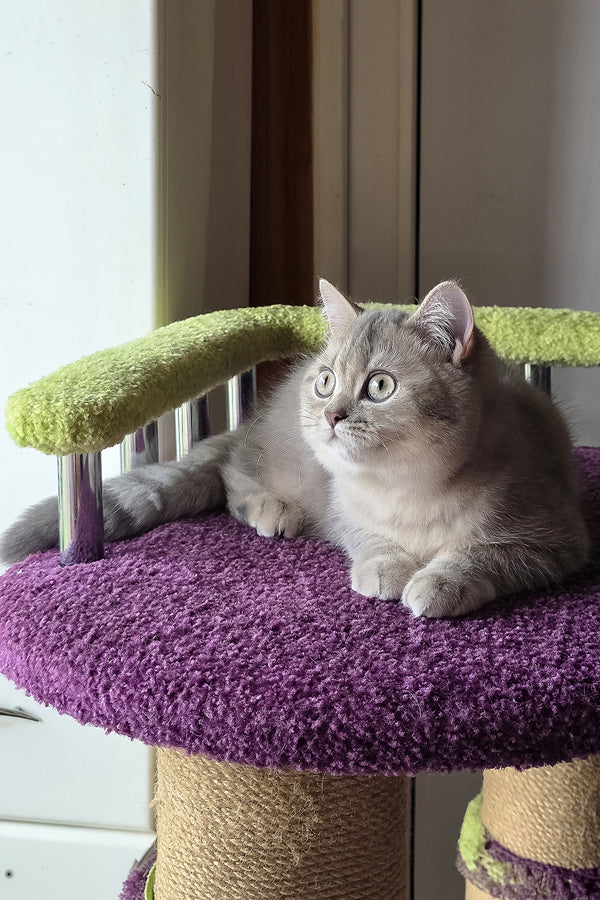 Hanter | British Shorthair Kitten