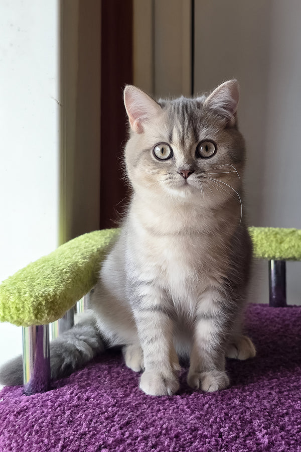 Hanter | British Shorthair Kitten
