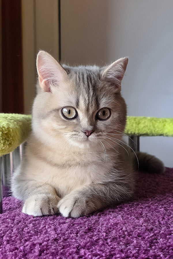 Hanter | British Shorthair Kitten