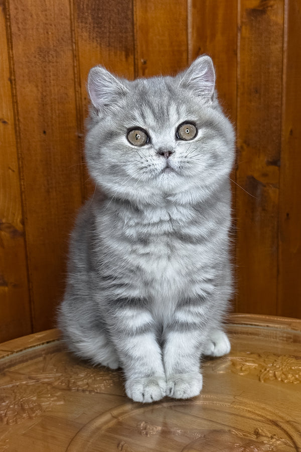 Happy | British Shorthair Kitten