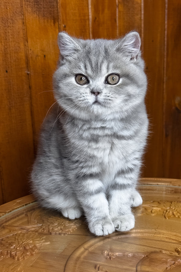 Happy | British Shorthair Kitten
