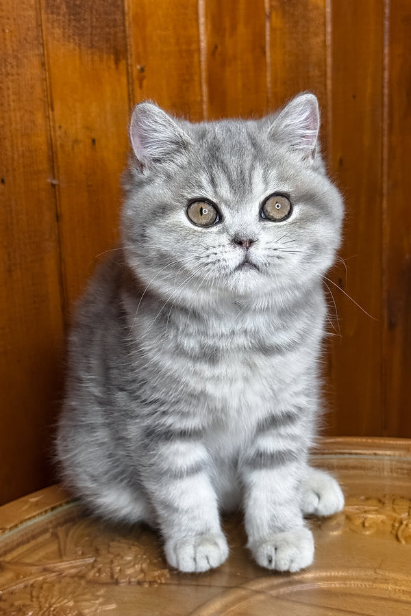 Happy | British Shorthair Kitten