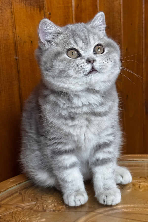 Happy | British Shorthair Kitten