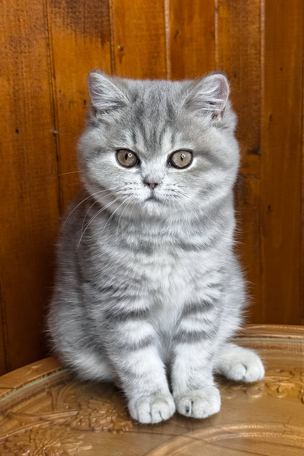 Happy | British Shorthair Kitten