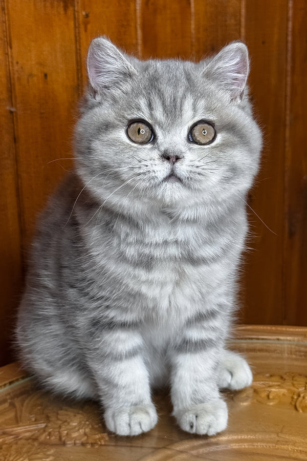 Happy | British Shorthair Kitten