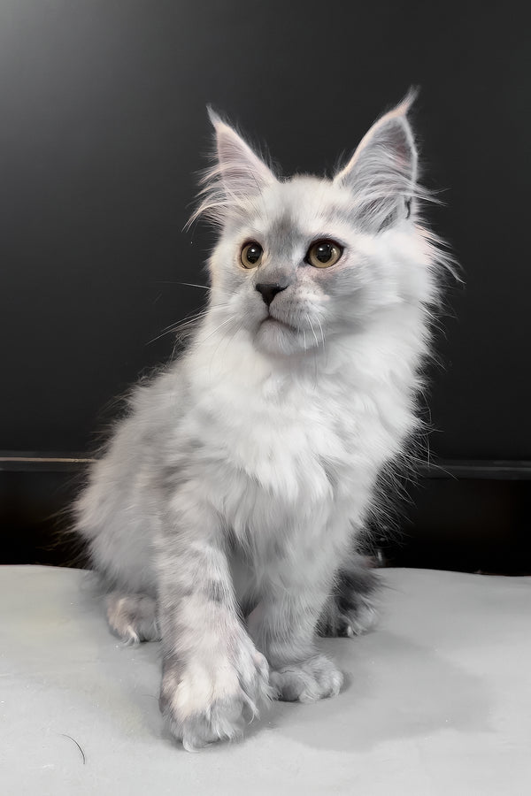 Hardy | Polydactyl Maine Coon Kitten